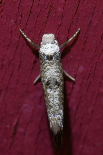 Paraswammerdamia albicapitella
